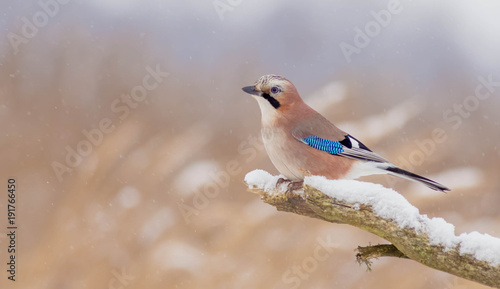 Eurasian Jay - Garrulus glandarius © Simonas