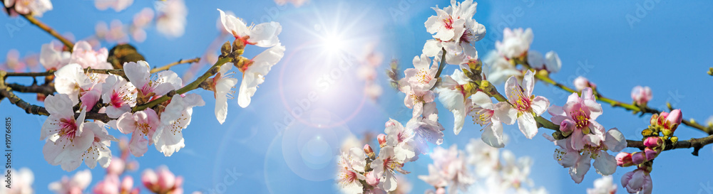 Obraz premium Glückwunsch, alles Liebe: Verträumte Kirschblüten vor blauem Frühlingshimmel :)