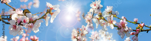 Glückwunsch, alles Liebe: Verträumte Kirschblüten vor blauem Frühlingshimmel :)