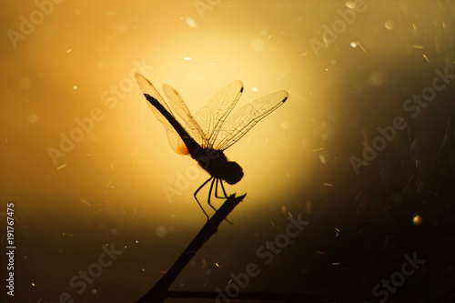 Black silhouette dragonfly