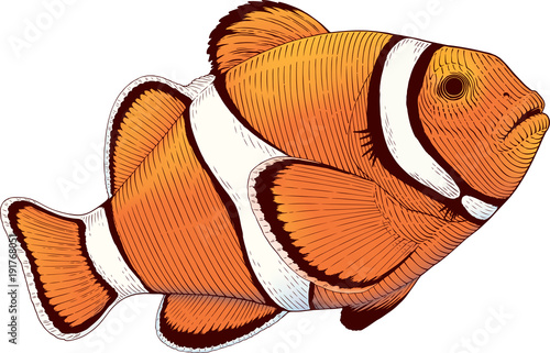 Color vector illustration of orange coral fish