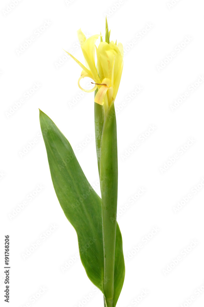 Indian shot flower. Indian shot flower.