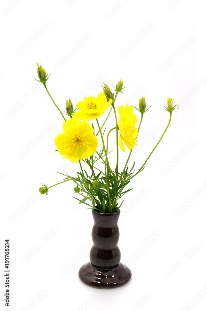 Yellow cosmos flower. Yellow cosmos flower.