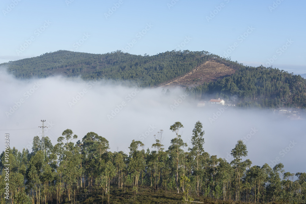 Fototapeta premium Eucalyptus trees, fog and mountains. Blue sky 
