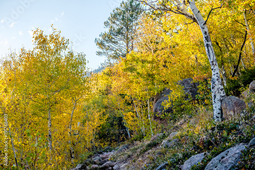 Fototapeta Naklejka Na Ścianę i Meble -  Aspen grove at autumn in Rocky Mountains