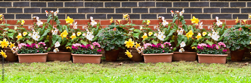 Fototapeta premium Potted flowers in back yard. Seamless endless horizontal pattern.