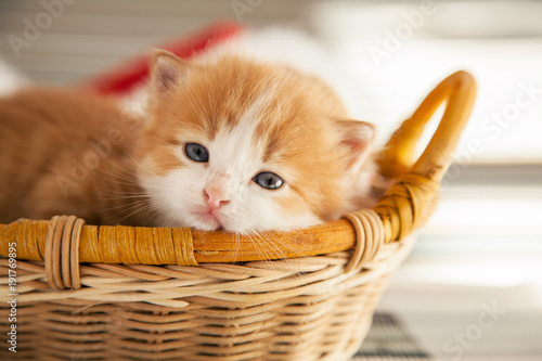 ginger small kitten in a basket © Chepko Danil