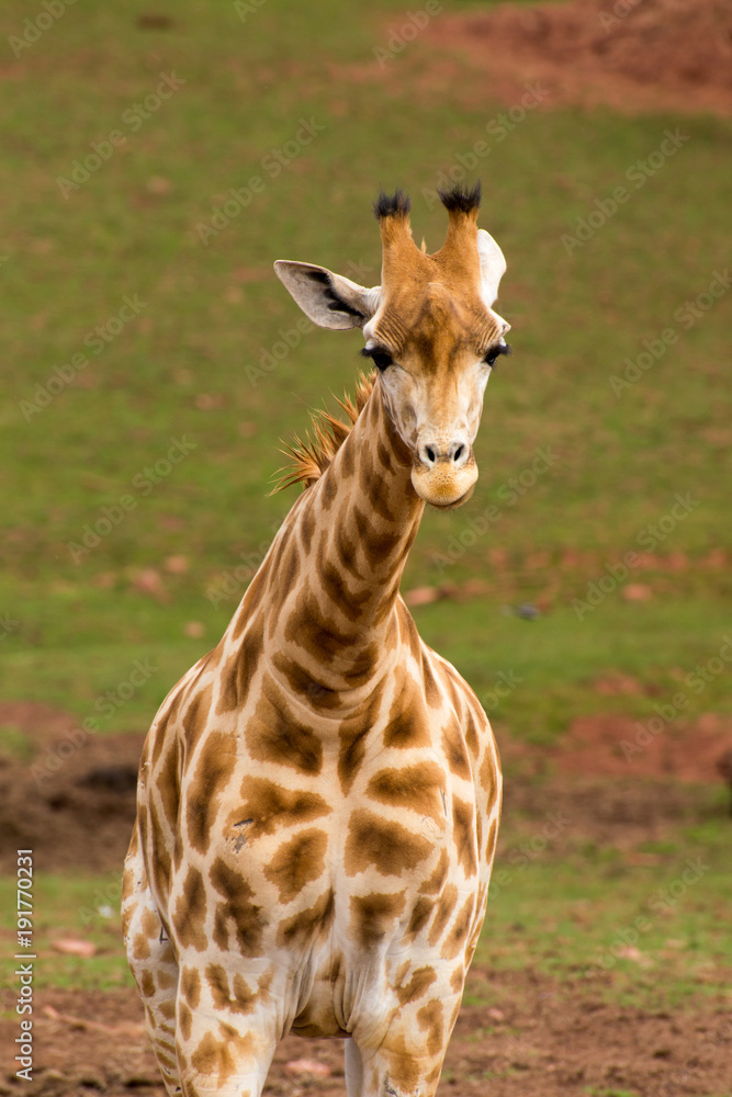 Obraz premium Giraffe