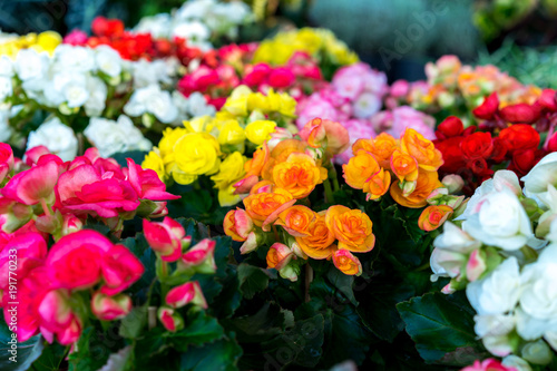 Image of the colorful begonia flowers in the garden.