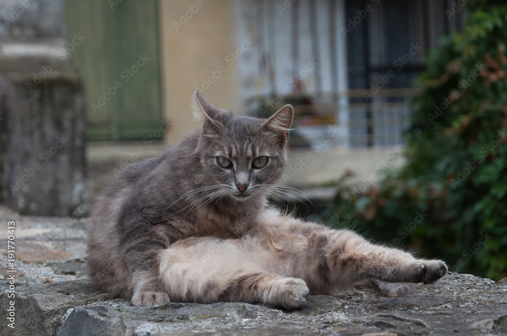 Grey domestic cat looking seriosly