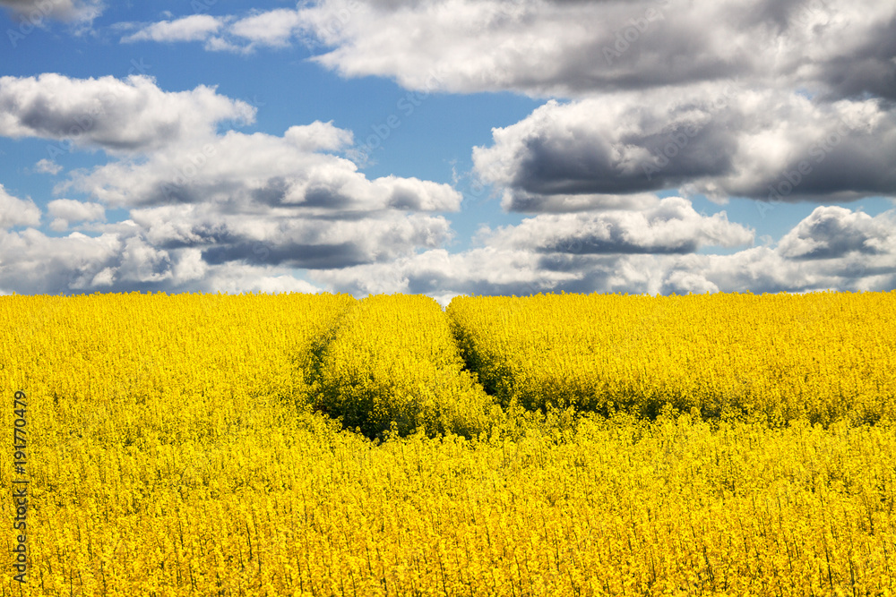 Obraz premium Landscape with rapeseed flowers.