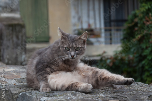 Grey domestic cat looking seriosly