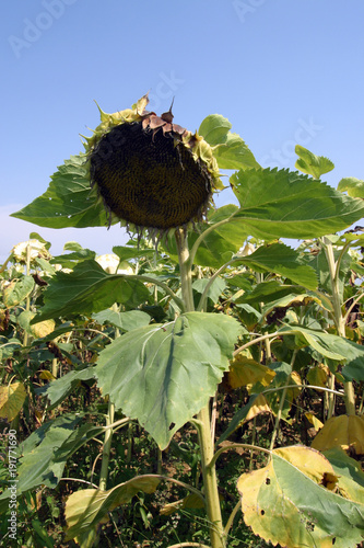 France, Midi Pyrenees, Gers, Rejaumont (near), Ripening sunflower head photo