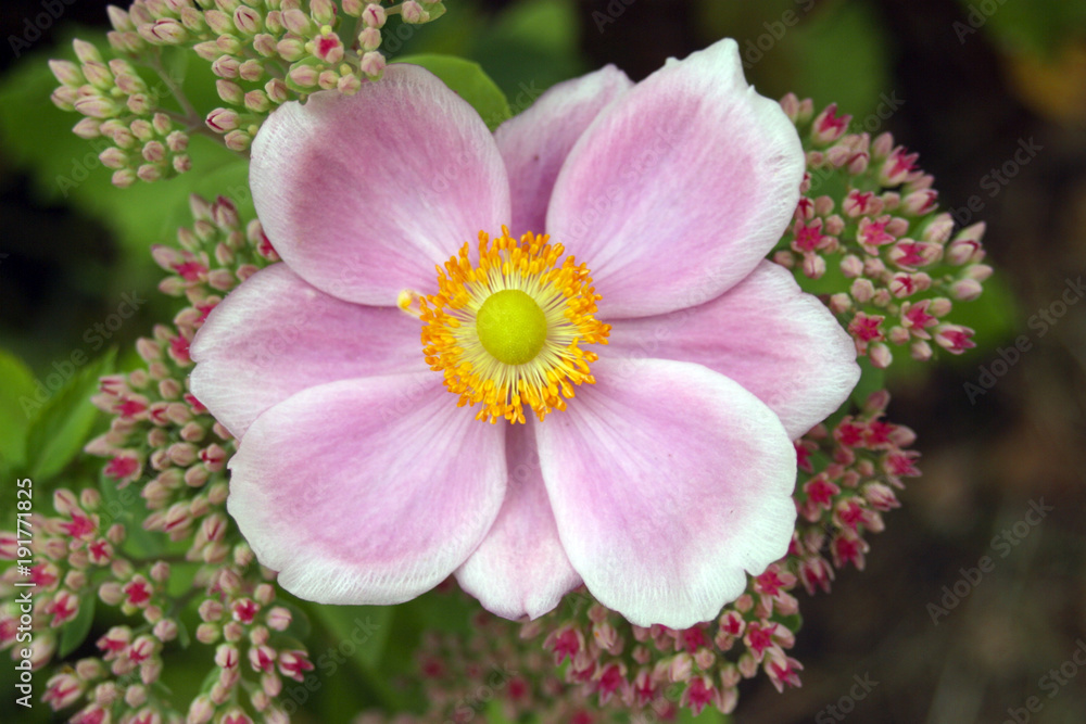 Fototapeta premium Japanese Anemone, pink and orange