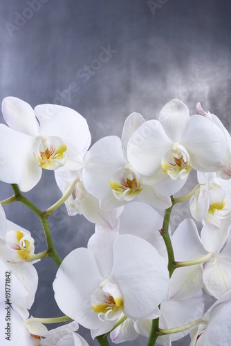 White orchid flower on gray background