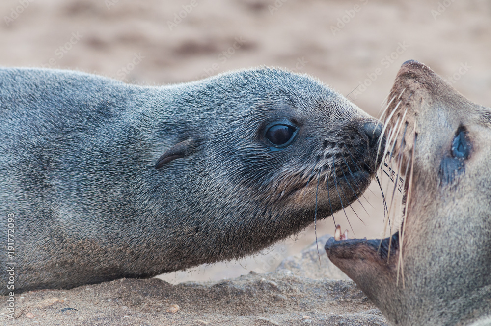 Obraz premium Two lion seals