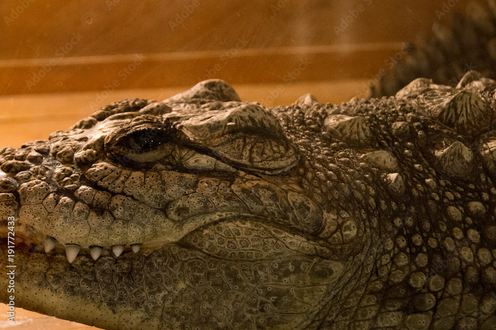 Fototapeta premium Crocodile in terrarium
