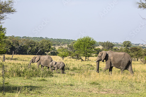 Elephant Family Serengeti Park 9104