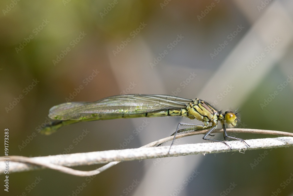 Großes Granatauge (Erythromma najas) direkt nach dem Schlüpfen, Lüneburger Heide, Niedersachsen, Deutschland, Europa Großes Granatauge (Erythromma najas) direkt nach dem Schlüpfen, Lüneburger Heide, Niedersachsen, Deutschland, Europa