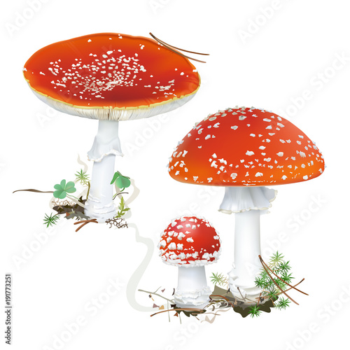 Amanita muscaria. Fly agaric mushroom. 
White spotted beautiful red mushrooms in natural context. Realistic vector illustration on white background.
 photo