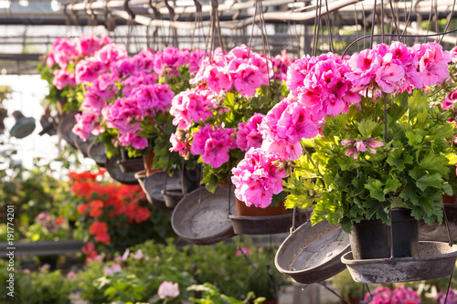 Fototapeta Naklejka Na Ścianę i Meble -  Hanging pot of Geranium  in greenhouse. Herbaceous plant belonging to the genus of aromatic geraniums. leaves have a good smell of lemon