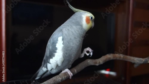 Callers cockatiel with imaginary phone photo