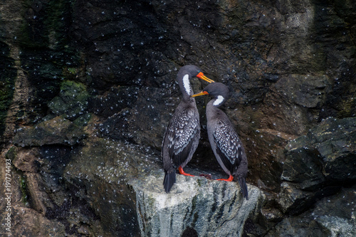 Couple of lille cormorant in The Humboltd Penguin National Park in Punta de Choros, Chile photo