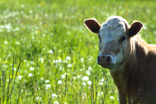Cow Alone in Green Pasture