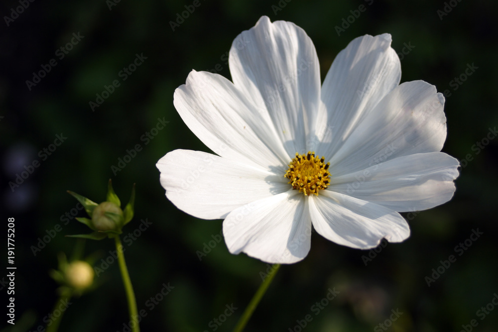 Cosmos, white Cosmos, white