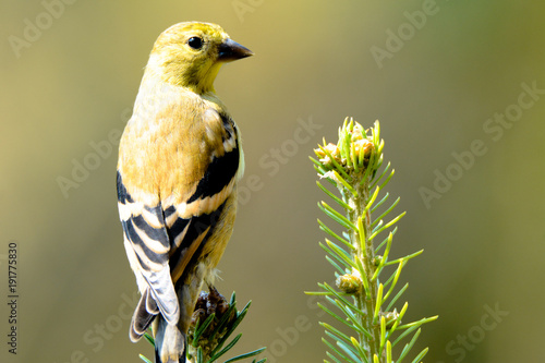 Solo yellow song bird photo