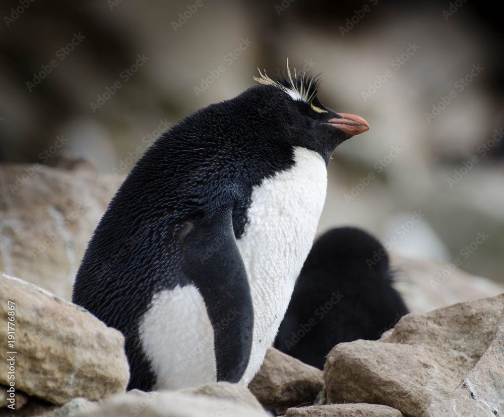 Fototapeta premium Penguins in the Falkland Island Nature