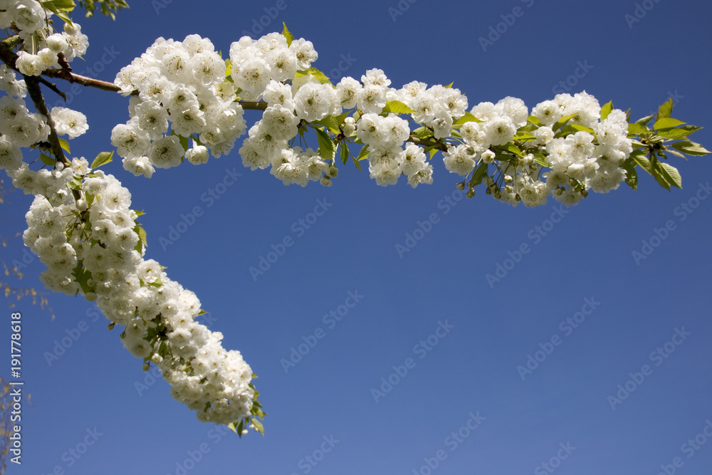 White flowering cherry tree heavy with blossom against a clear blue sky White flowering cherry tree heavy with blossom against a clear blue sky