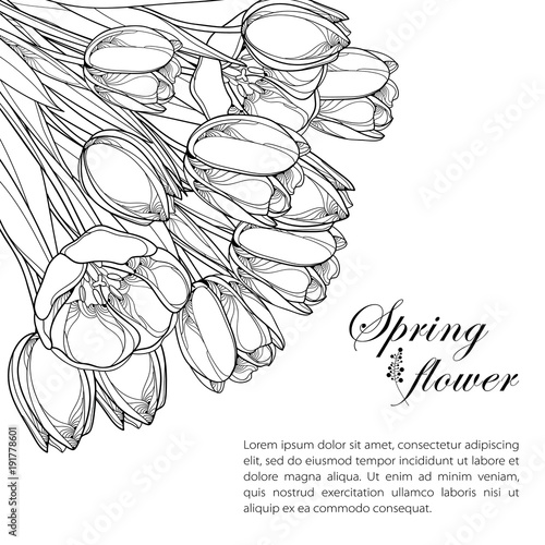 Vector corner bouquet with outline tulip flowers, bud and ornate leaves in black isolated on white background. Bunch of tulips in contour style for greeting spring design or coloring book. 