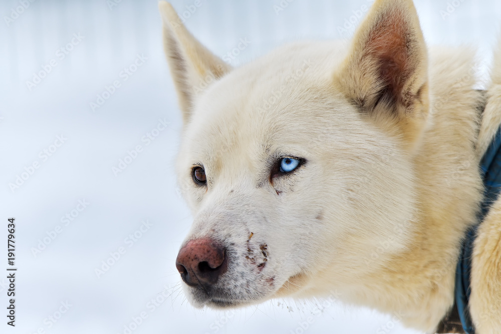 Siberian Husky dog portrait outdoor in winter Siberian Husky dog portrait outdoor in winter