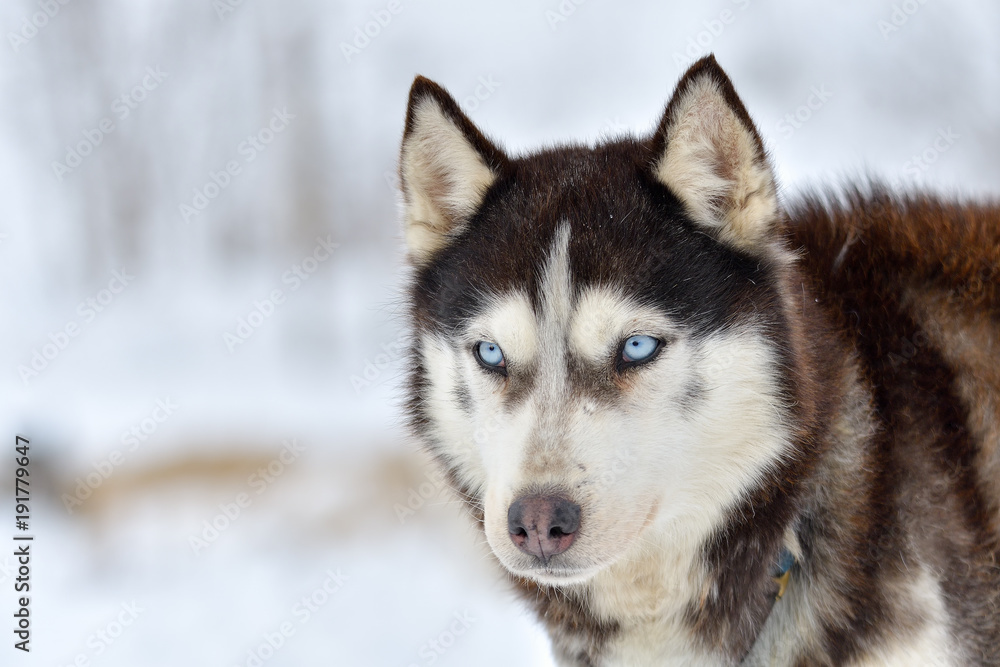 Siberian Husky dog portrait outdoor in winter Siberian Husky dog portrait outdoor in winter