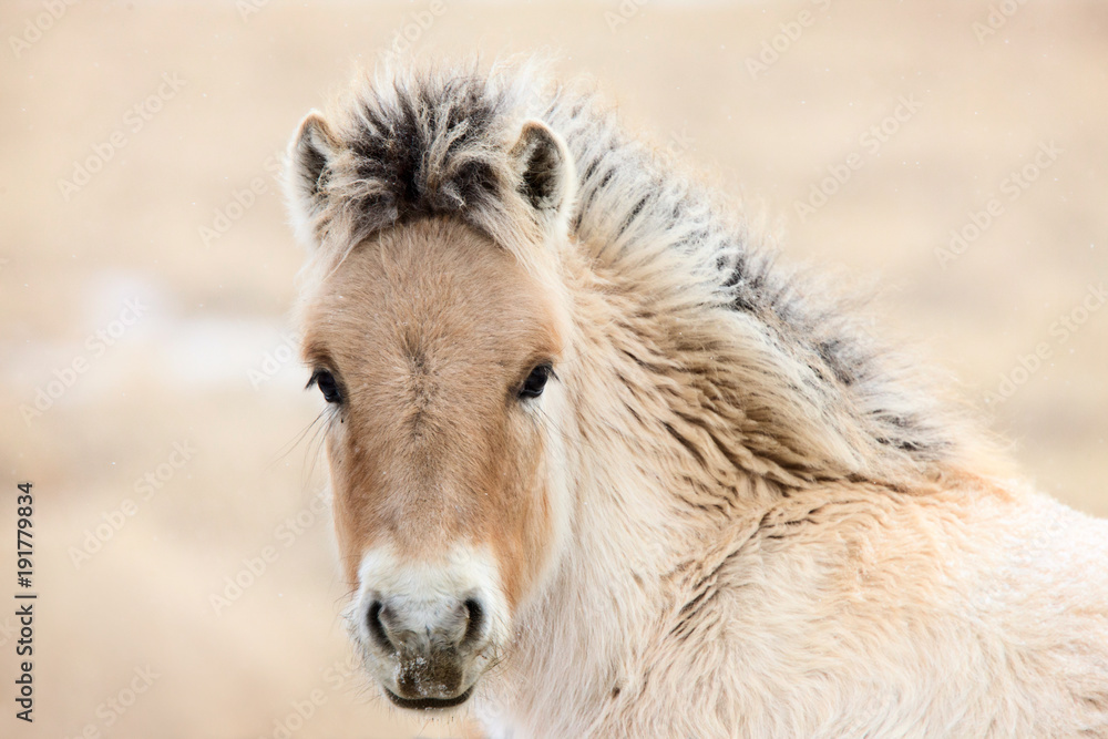 Obraz premium Young Colt Canada