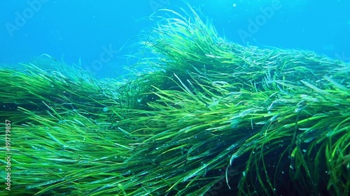 Neptune grass swaying in the sea bottom with water currents