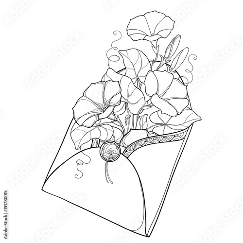 Vector bouquet with outline Ipomoea or Morning glory flower and leaf in open craft envelope in black isolated on white background. Ornate floral for romantic design or coloring book in contour style.