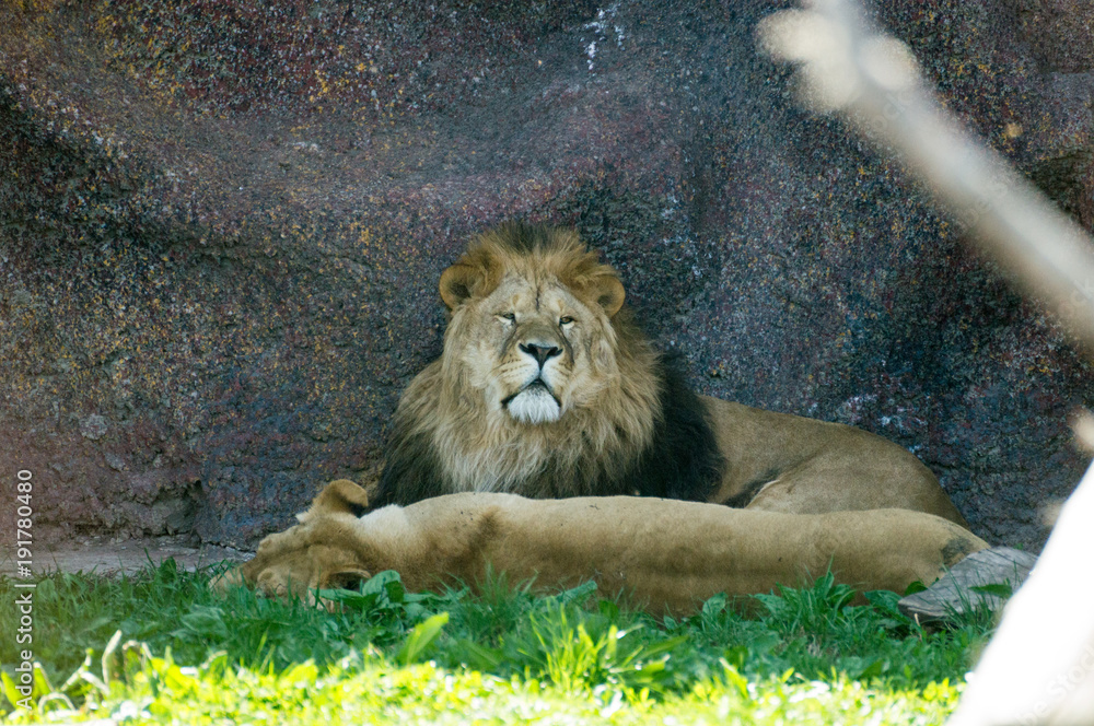 Obraz premium Lions relax