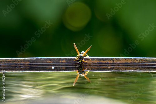 Wasp drinks water