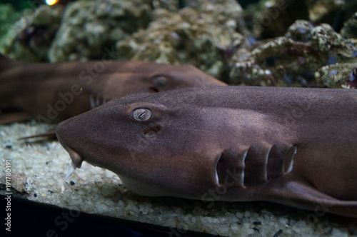 Small brown sharks