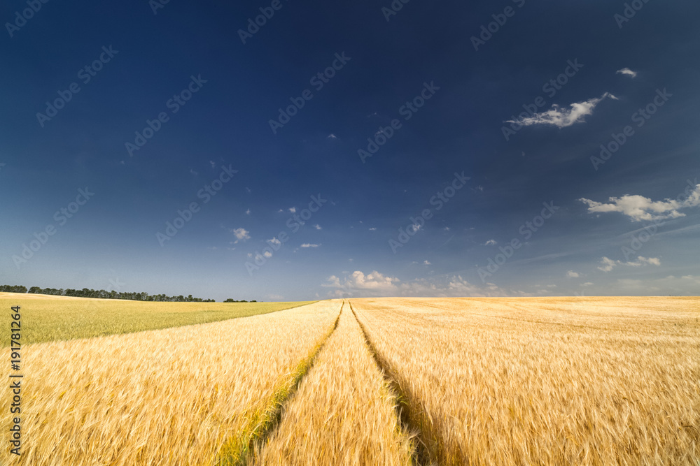 Getreidefeld im Sommer