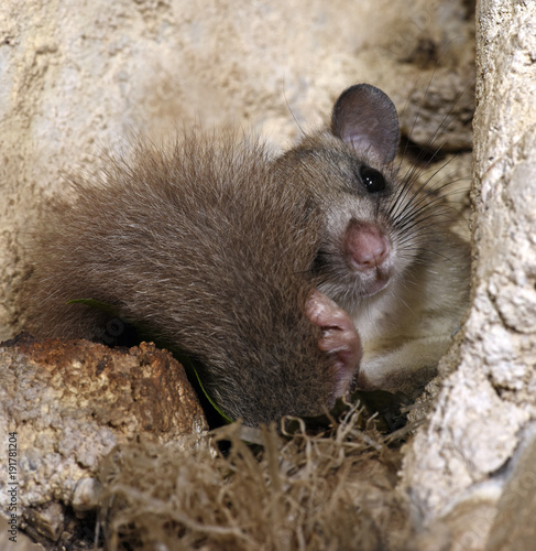 Siebenschläfer sitzt im Nest (Glis glis) - Edible dormouse  photo