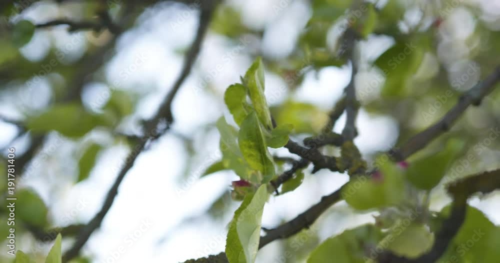 Slow motion handheld shot of apple tree with pink flowers in a garden Slow motion handheld shot of apple tree with pink flowers in a garden