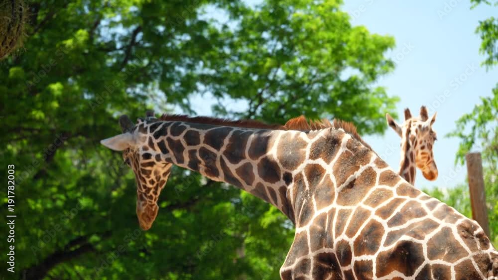 Beautiful giraffes with long neck eating at a zoo Beautiful giraffes with long neck eating at a zoo