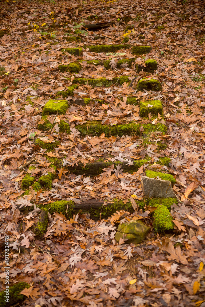 Fall Leaves Cover Deteriorating Wooden Stairs Covered In Moss - Vertical Fall Leaves Cover Deteriorating Wooden Stairs Covered In Moss - Vertical