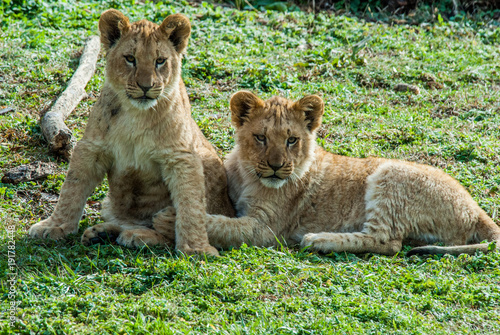 Lion cubs sitting