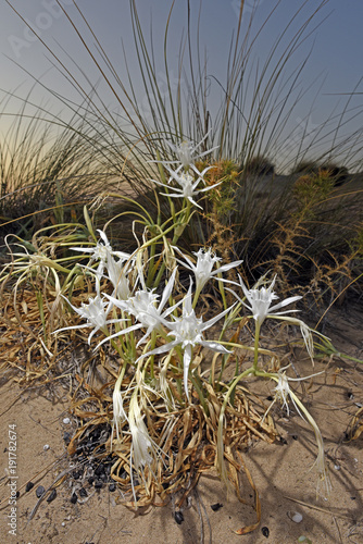 Fototapeta Naklejka Na Ścianę i Meble -  Dünen-Trichternarzisse (Pancratium maritimum) - sea daffodil