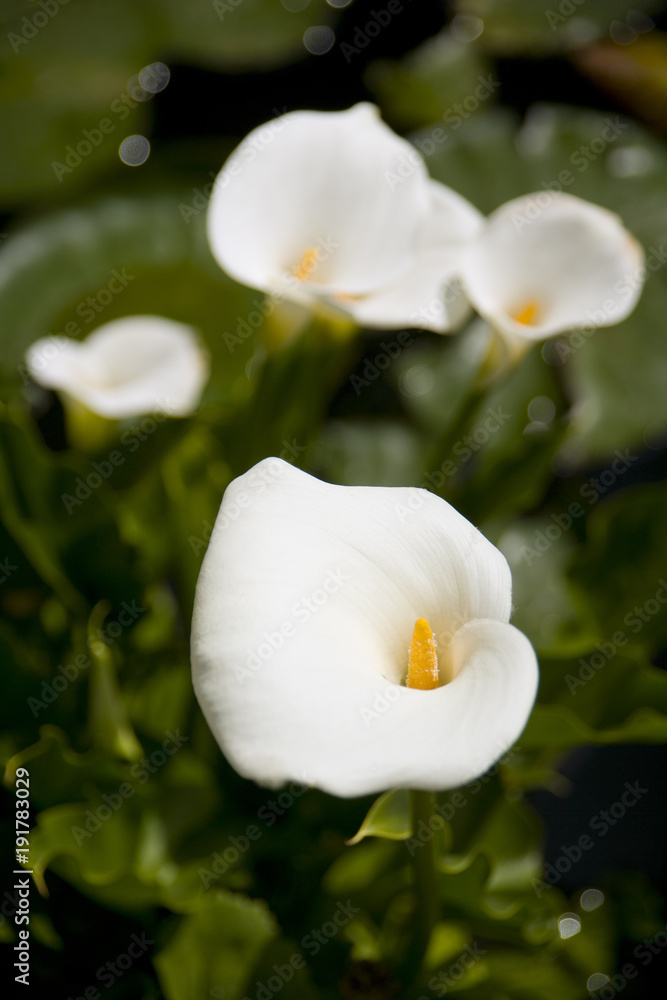 Fototapeta premium Calla Lillies in summer sunshine
