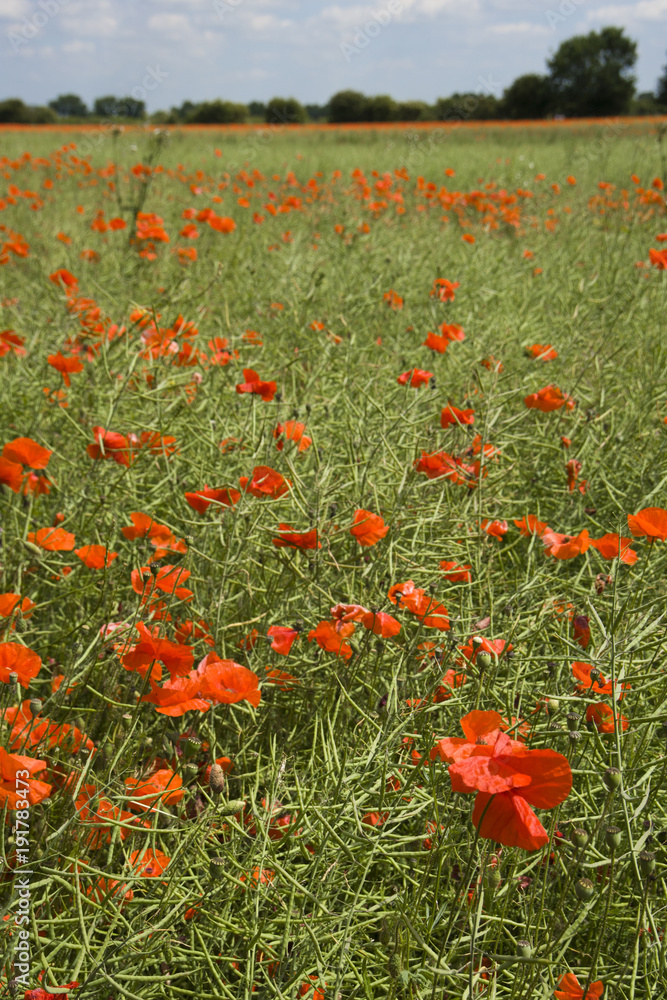 Obraz premium Vibrant summer poppy in field in The Cotswolds near Lechlade, Gloucestershire, UK